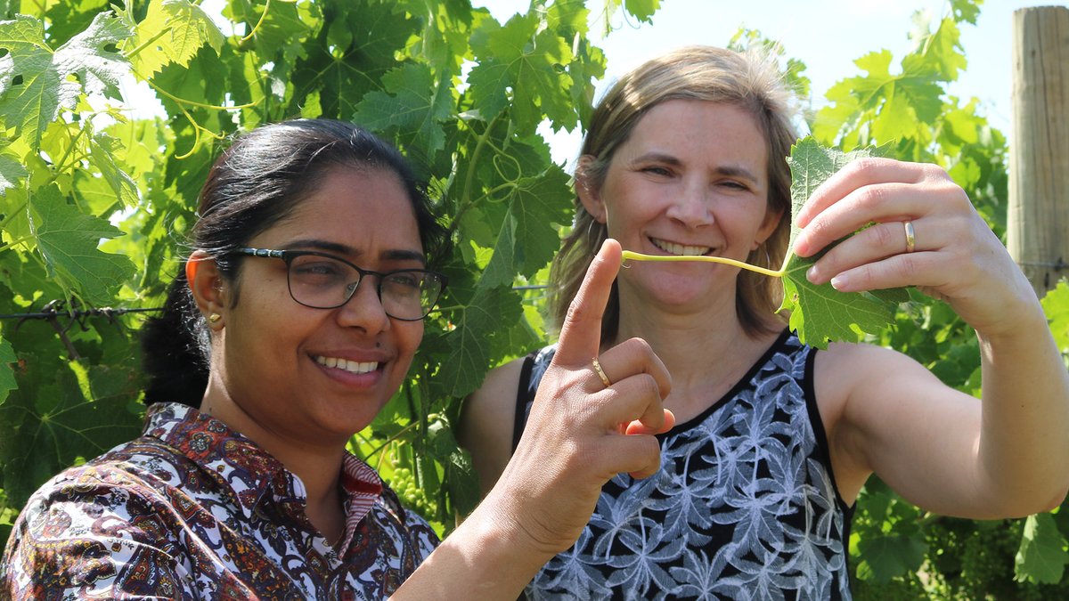 NWGICwagga's tweet photo. New NWGIC research has an important message for growers using tissue analysis to estimate the nutrient requirements of their vines – use the whole petiole. Dr Tintu Baby from @CharlesSturtUni and Dr Suzy Rogiers @nswdpi explain: https://t.co/pBYv5xfiGS https://t.co/tJAiaHQHxW