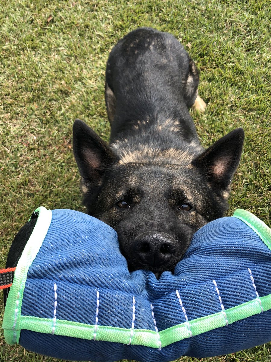 Play. With. Me. #demanding #hesaidnow #gsd #k9 #workingdog #k9apart #livepd #livepdnation