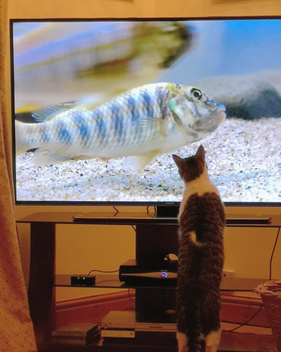 Thomas Gregory tweet media