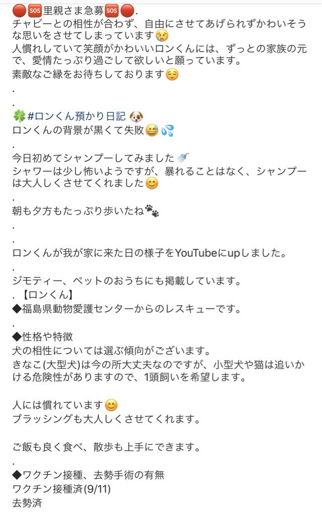 タコちゃん 里親 里親募集 里親さん募集中 里親探してます イヌ 犬 保護犬 保護犬 保護犬の里親になろう 保護犬を家族に 保護犬を家族に 福島 福島市 福島いわき市 タコちゃん 里親 里親募集 里親さん募集中 里親探してます イヌ 犬 保護犬 保護犬 保護犬の里親になろう 保護犬を家族に 保護犬を家族に 福島 福島市 福島いわき市