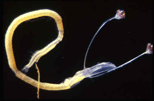 crabnerd's tweet photo. As if these fish weren’t already incredibly cool and super weird… their larvae have eyes on huge long stalks that absorb into their head as they grow! What?! #FunFishFacts #25DaysofFishmas #FishmasLights
📷 Carole Baldwin https://t.co/0CBYasLcro