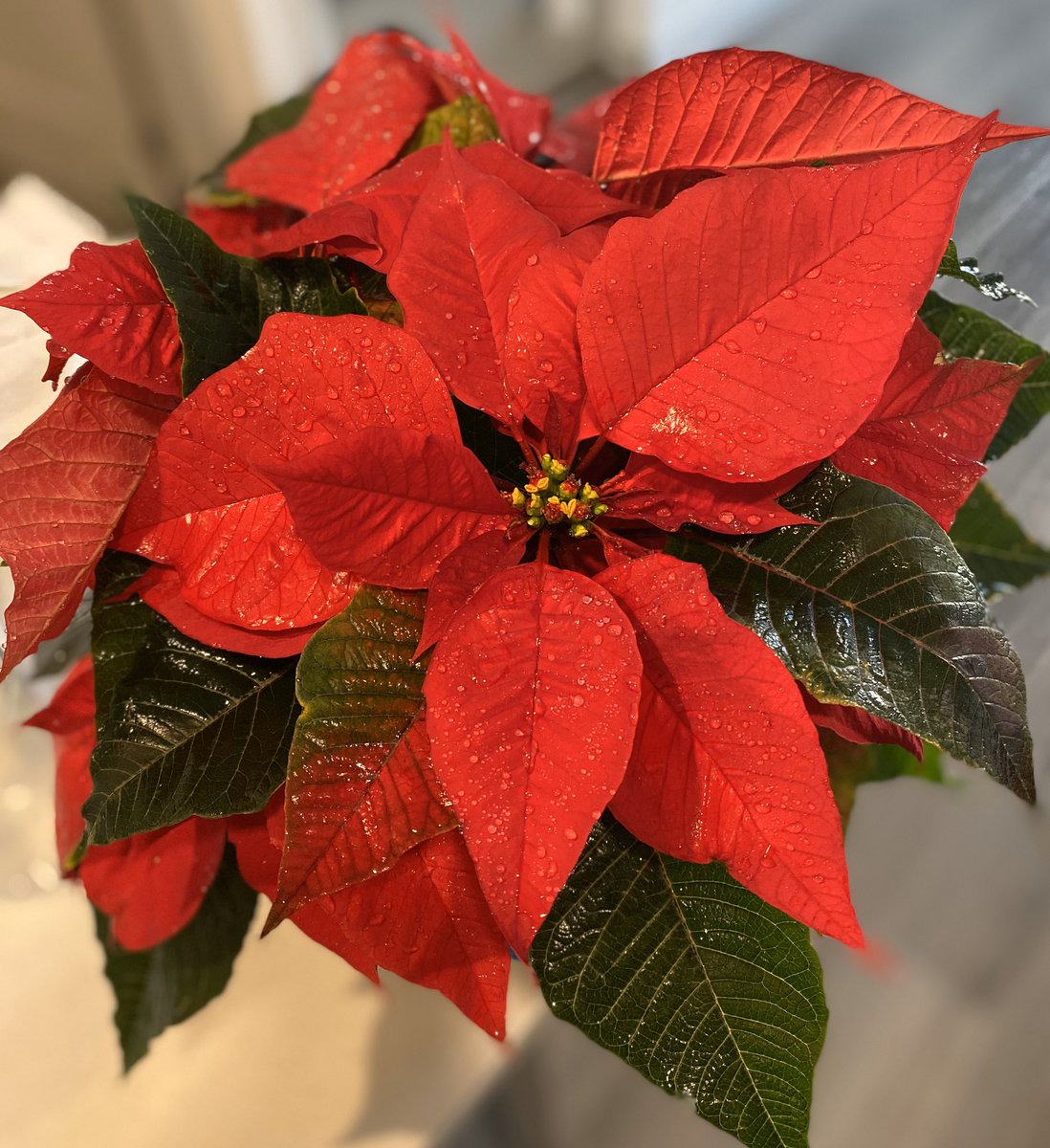 Xime_Sotres's tweet photo. La Flor de Nochebuena es una especie endémica de México. Era la flor favorita del Rey Azteca Moctezuma. En el siglo XIX, gracias al primer Enviado Especial de EUA a México, Joel Poinsett, esta flor llegó a Estados Unidos y Europa, donde es conocida como Poinsettia. 🇲🇽➡️🌎 https://t.co/bCn58OYMmX