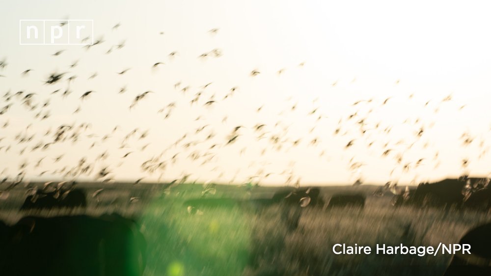 A 3.2 million-acre wildlife reserve is being created in Montana. It's a new kind of national park — free to the public and privately funded.

The goal is to return all the animals that lived there over a century ago, before white settlers arrived. n.pr/2P3M7S0