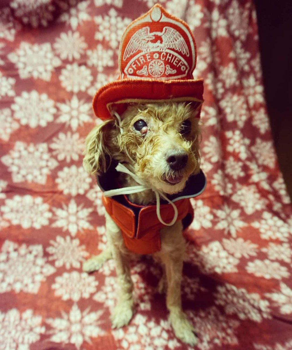 UPDATE ON DOG SAVED BY THE #DETROIT FIRE DEPARTMENT: 

#Awkwafina is willing to assist #DetroitFireDepartment any time. Need someone to sniff out a #Firehydrant? Don't hesitate to tag her! Up for adoption soon! instagram.com/p/B50-iZIFM0m/…