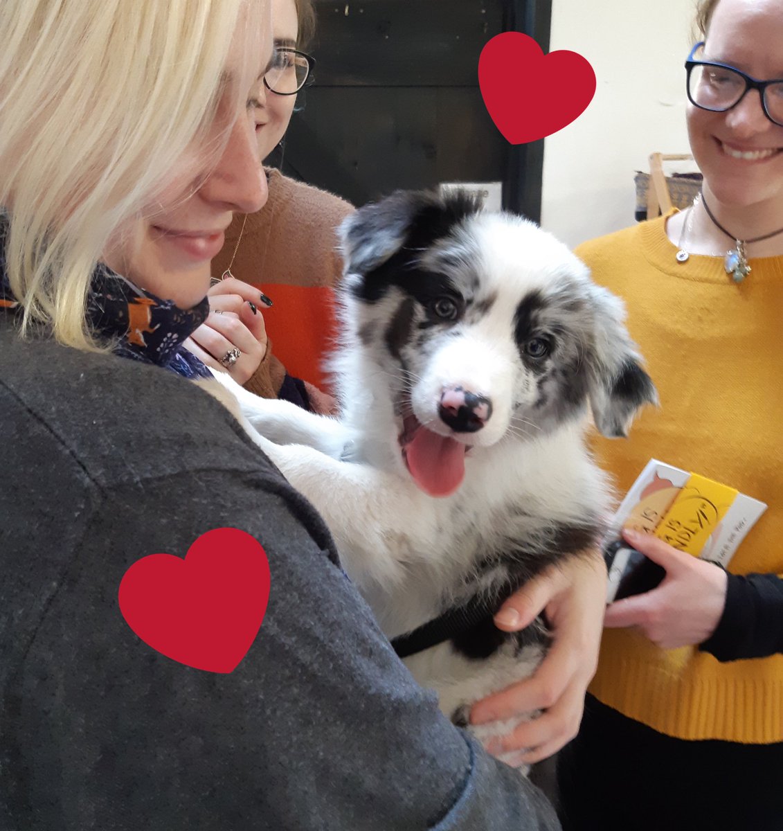 ScribblyRoo's tweet photo. Highlights from this weekend include discussing D&amp;D characters and cuddles this gorgeous floof 🖤 #bordercollie #puppyhugs https://t.co/4akPBEsNWp