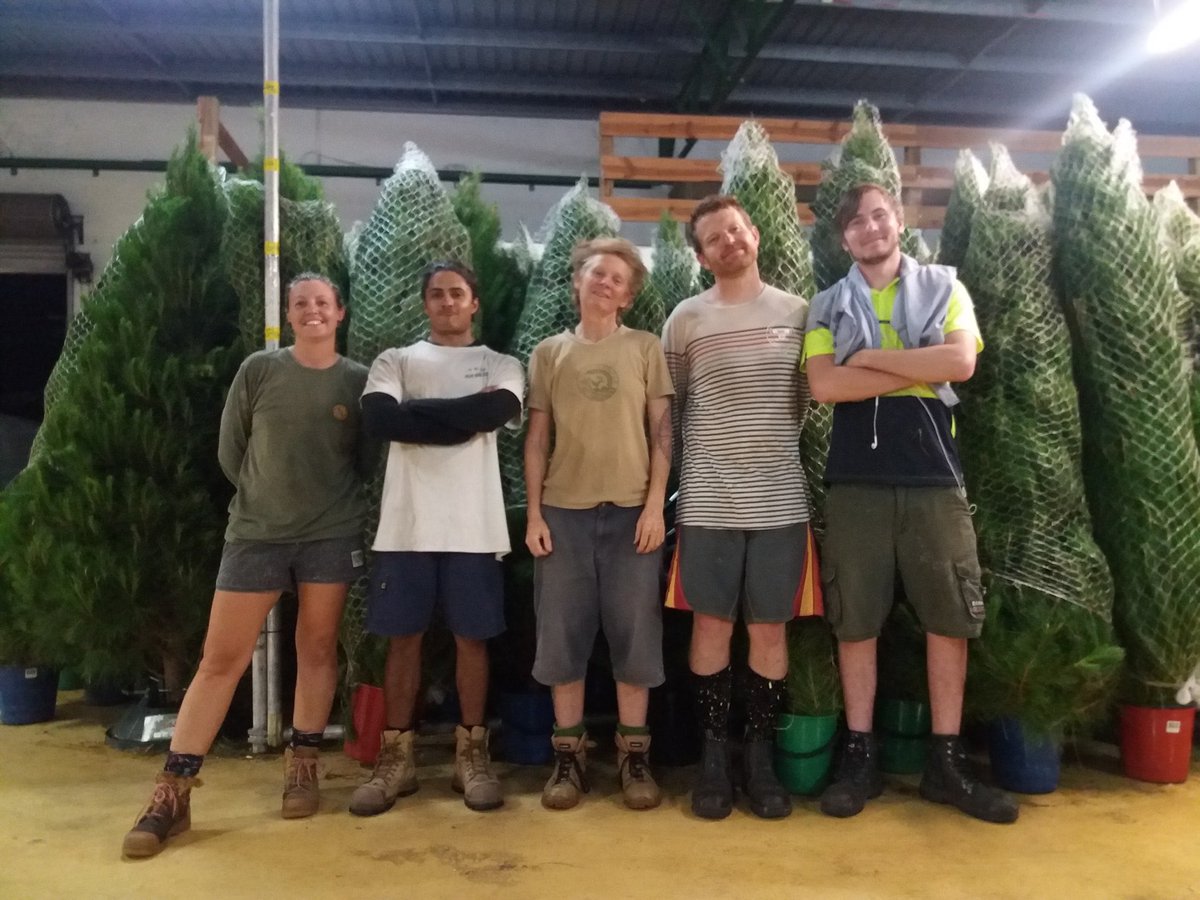 TreesMerry's tweet photo. See Victor to get the best #Real #ChristmasTree #Today only at @Herveybay visitors Centre car park. They come in different sizes and shapes, they smell divine and there is a wide selection of them waiting for collection. https://t.co/R2lCrFKTVc