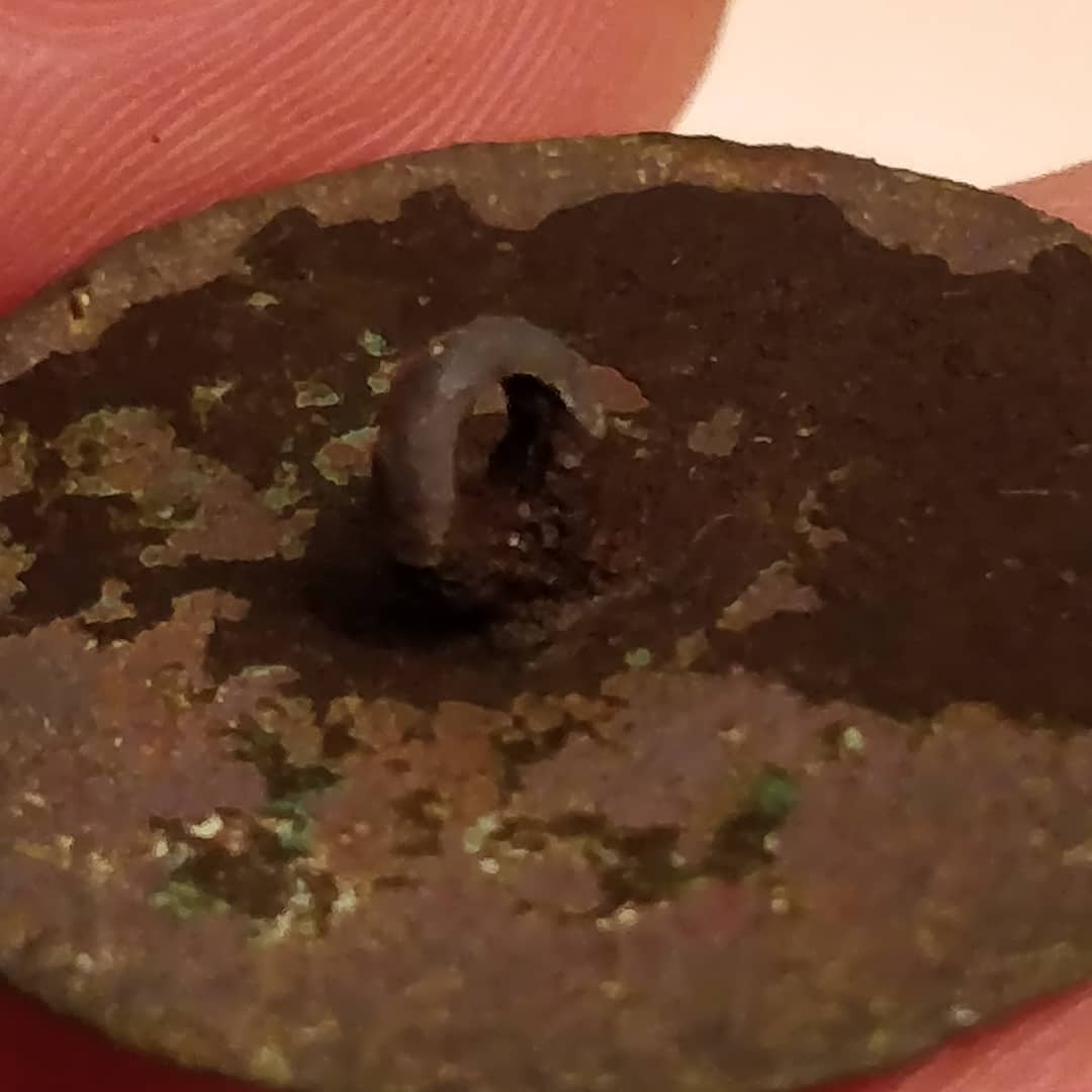 jwmccombs's tweet image. Saving history from the ground. @Minelab #flatbutton #relics #sc_history #history #chs #metaldetecting