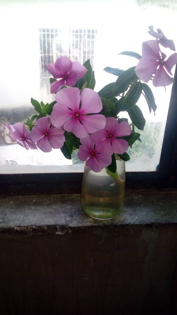 Alicia Rodriguez tweet media