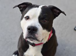 gaviota330's tweet photo. CAYNO
ID 81904
#NYC ACC 2 KILL 12/10
12 Y OLD
CONTACT RESCUES PLS
FRIENDLY
AFRAID OF CAGE
MELLOW
INDEPENDENT
LIKES KIDS
HOUSETRAINED
RESCUES NEED FOSTER/ADOPTER
FOSTERING FREE/TEMP
GUIDANCE:
https://t.co/4Z80amdHau
MustlovedogsNYC@gmail.com https://t.co/5ChkEr9vlc