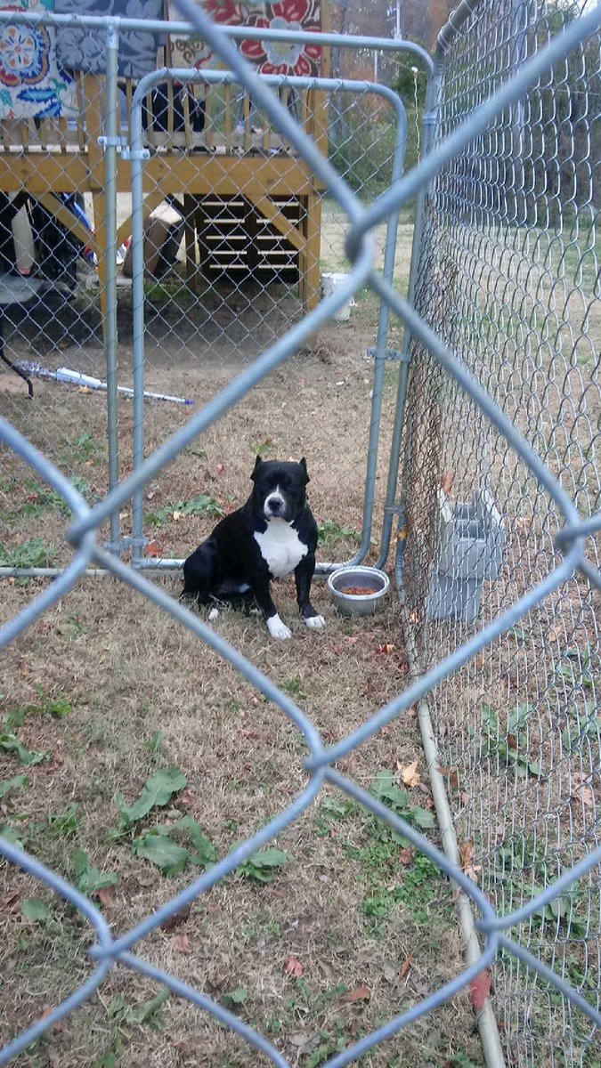 RahWhitlock's tweet image. Looking to breed my American Bully he's one years old