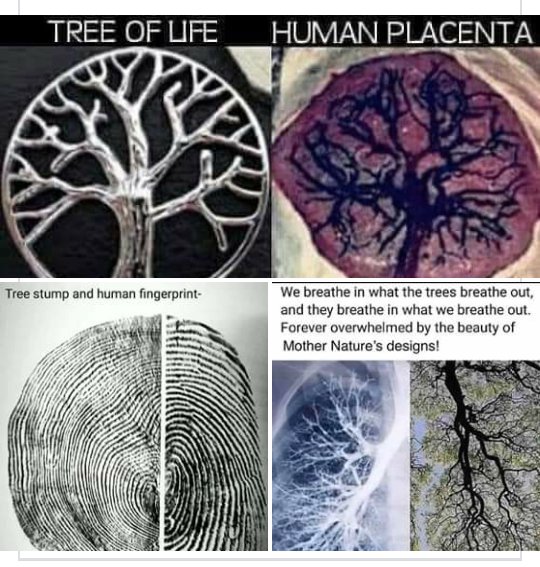 How can the design be anything but perfect?

#creationstory #treeoflife #trees #lungs #fingerprintofgod #allbydesign #universaloneness #universe #oneness #consciousness