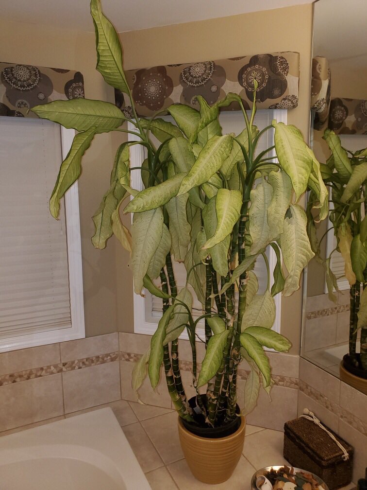 seanjamesdesign's tweet photo. A friend was asking me how to propagate an overgrown Dieffenbachia. It took me a while to find a decent video. (There is some terrible information out there! LOL) Here is how to #AirLayer. This works on many different types of plant.
https://t.co/KB9WJosvsP https://t.co/jn0E7wDtxr