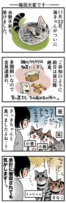 「毎回大変です…」
何度も経験してるんですけどやっぱり緊張します～(汗)
(山野りんりんさんの「猫まみれライフ」)他1話です。⇒( 