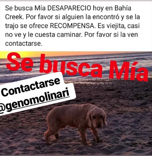 genomolinari's tweet photo. Se buscas Mía por favor si alguien la vio o se la trajo de Bahía Creek. https://t.co/y0hyRsp7vi