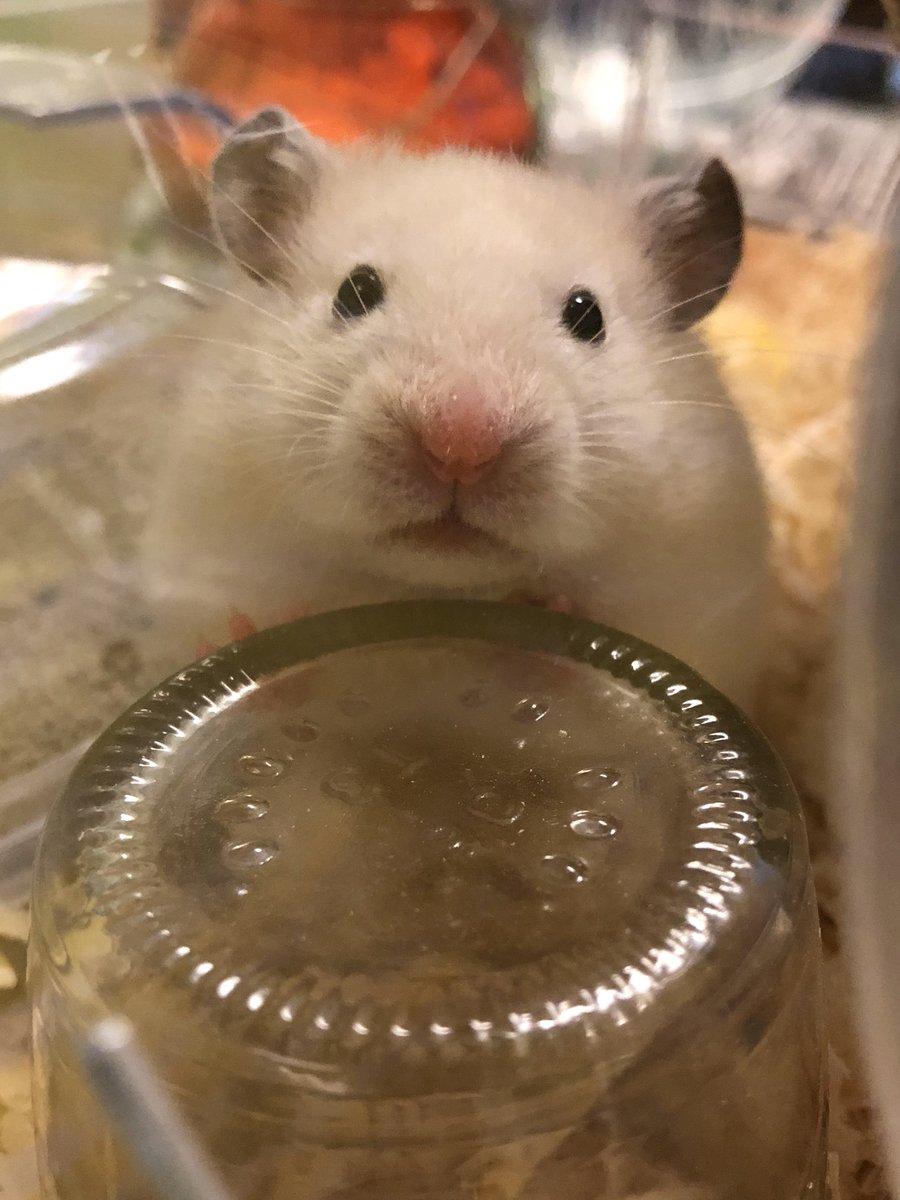 愛しかないタグ ハムスターの口元は最高 Togetter