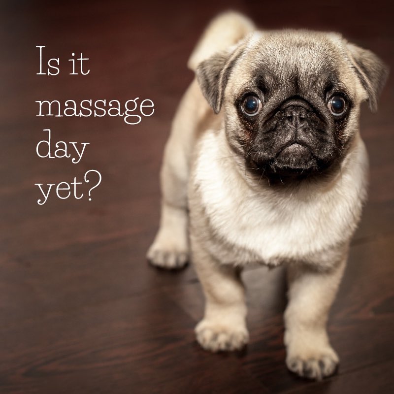 Eudaemonia_1's tweet photo. Everyday is massage day!
Ease aches and pains, smooth sore muscles, be more relaxed &amp; calmer...

Book online https://t.co/XJM6xmHhZu

#massage #MondayMotivation #stockport #cheshire #4hta https://t.co/YYmSI2VNeF