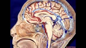 NASBSorg's tweet photo. #NASBS2020 Are you interested in brushing up on minimally invasive skull base approaches? Register for the Pre-Meeting Dissection Course here: https://t.co/rf2p2c3j3K #nsgy #ent #education #skullbasics https://t.co/dZ0TC0Vqan