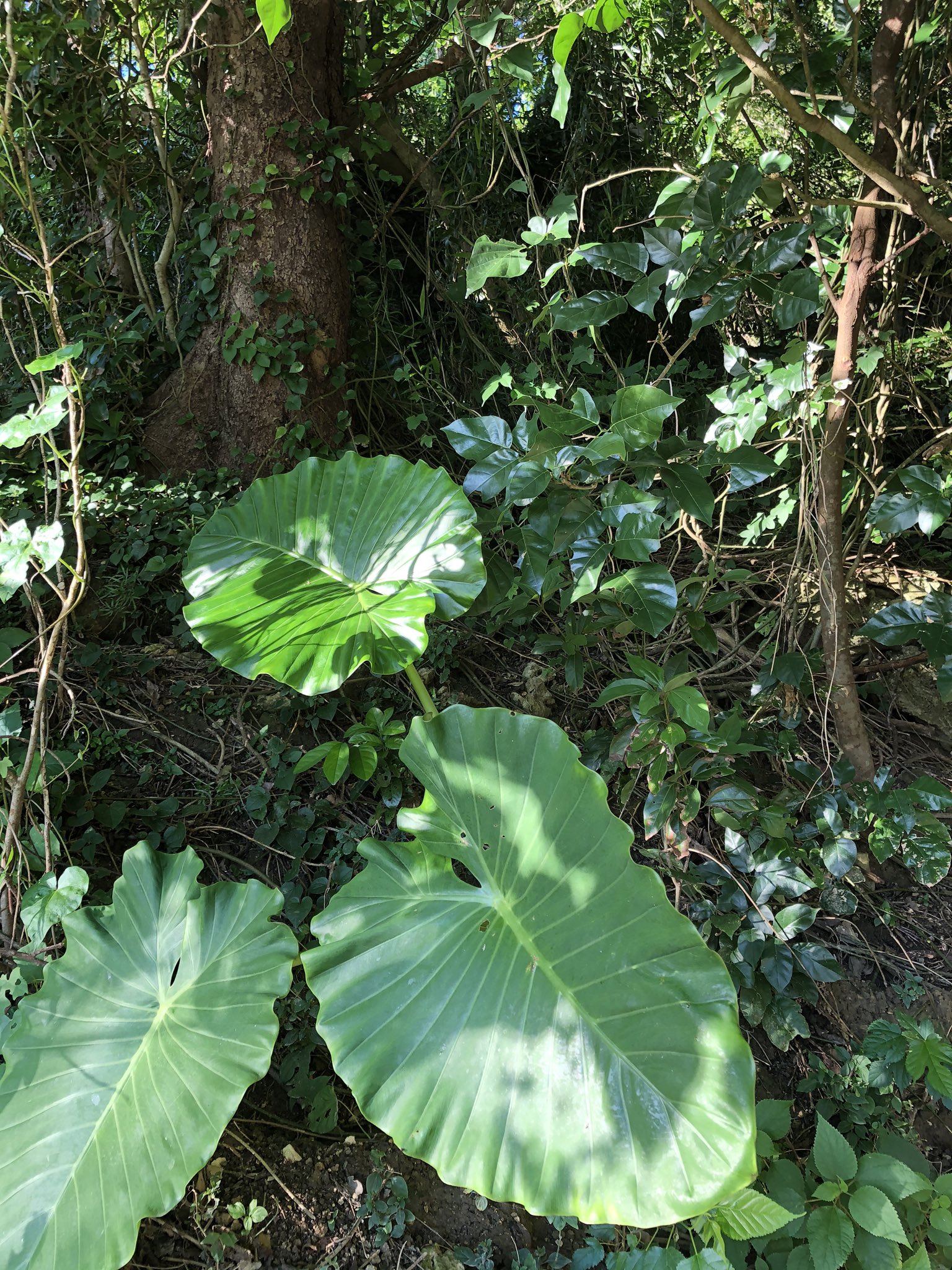 ゆまるけ トトロの葉っぱは大きな葉っぱで これなら雨宿りできそう トトロが出てきそうな森から海岸へと誘われます T Co Zaaaldz9uf Twitter