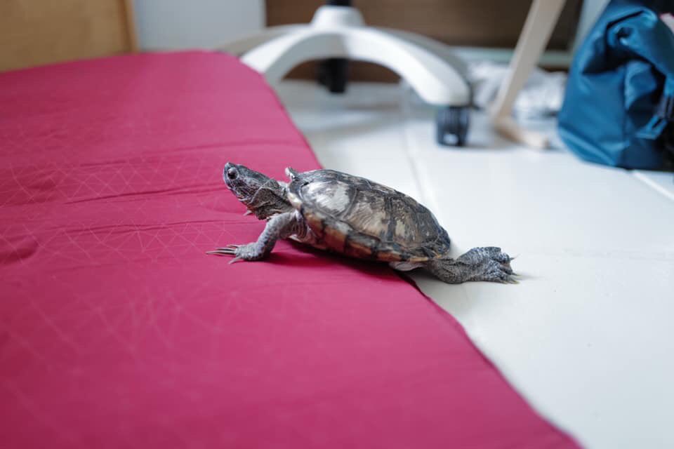 Orange20160517's tweet photo. #9gag #loveturtles #instatortoise #ε·΄θ₯ΏιΎ #η΄°ιΎ #η΄
θ³ιΎ #trachemysscriptaelegans #photooftheday #ιΎ #turtle #γγγ #γ«γ‘ #hongkong #tortoises #cuteturtle #reptile #9gagcute #η¬θ«ι‘ε₯½γ #γ©γ€γ« #leicaq2 #photography https://t.co/PXF4Zu1wqY