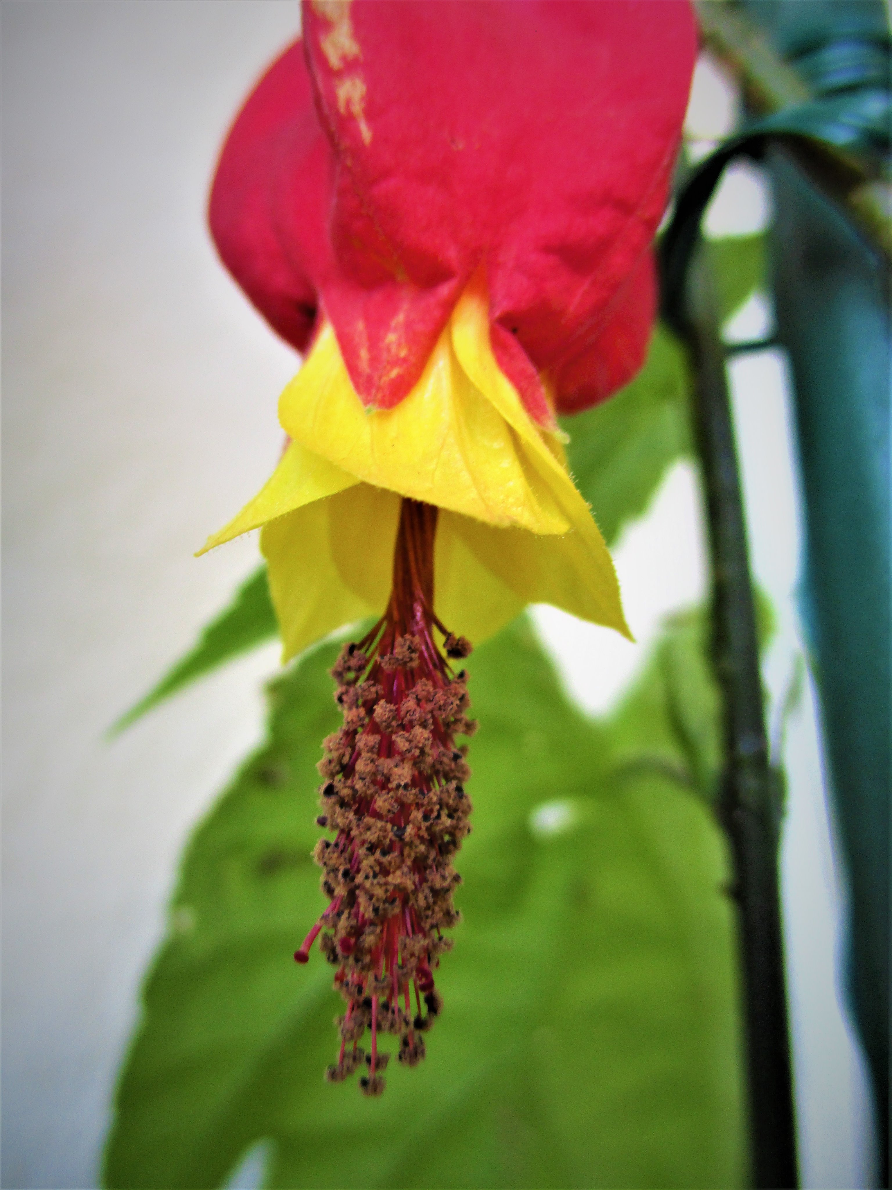 貝殻と赤い花のリトグラフ 片岡球子「花咲く富士」リトグラフ :: 絵画買取・販売 - シバヤマ