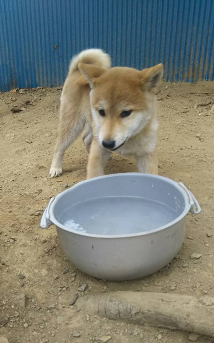 柴犬 豆柴犬 猫ブリーダー桜沢 大信荘 桜沢 大信荘 桜沢の 女子柴犬 今日の桜沢は寒くて 寒がりの私 ドッグランに長時間いられない あやちゃんしか撮影 できませんでした 可愛い柴犬 また 柴犬ベイビーズの出産ラッシュきます 是非お