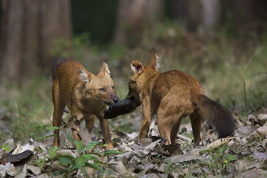 SaevusWildlife's tweet photo. Tug of war. Clicked by #saevusgallery member GIRISH PRAHALAD Kabini, Karnataka.
#Dholes #indianwilddog #Cuonalpinus #Photooftheday #naturephotography #wildlife #wildlifephotography #wildlifephotographer #nationalpark #photographer #animalkingdom https://t.co/Zl9N2pmy0l