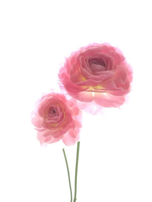 ラナンキュラスのtwitterイラスト検索結果 古い順