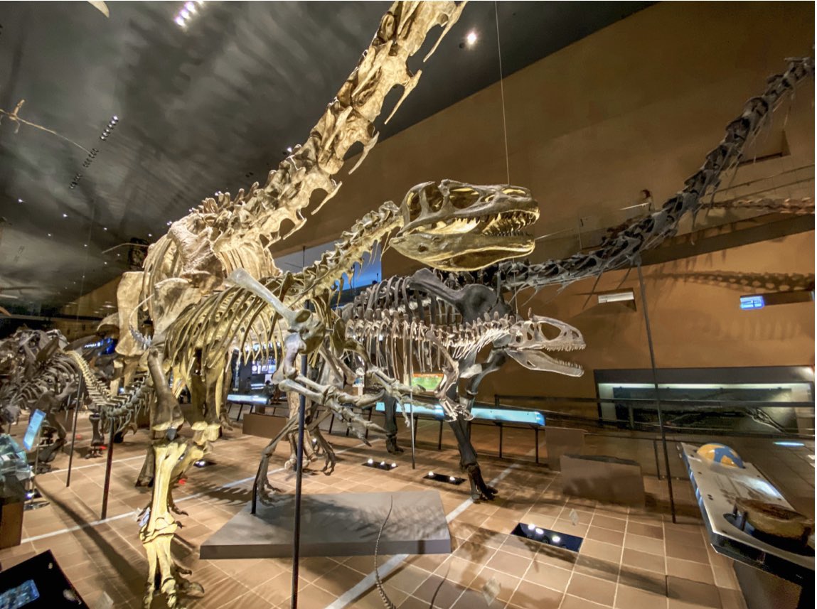 恐竜と北九州にある博物館への愛だけで記事を書きました!よろしくお願いします☆
https://t.co/vaLF36Ugzb 