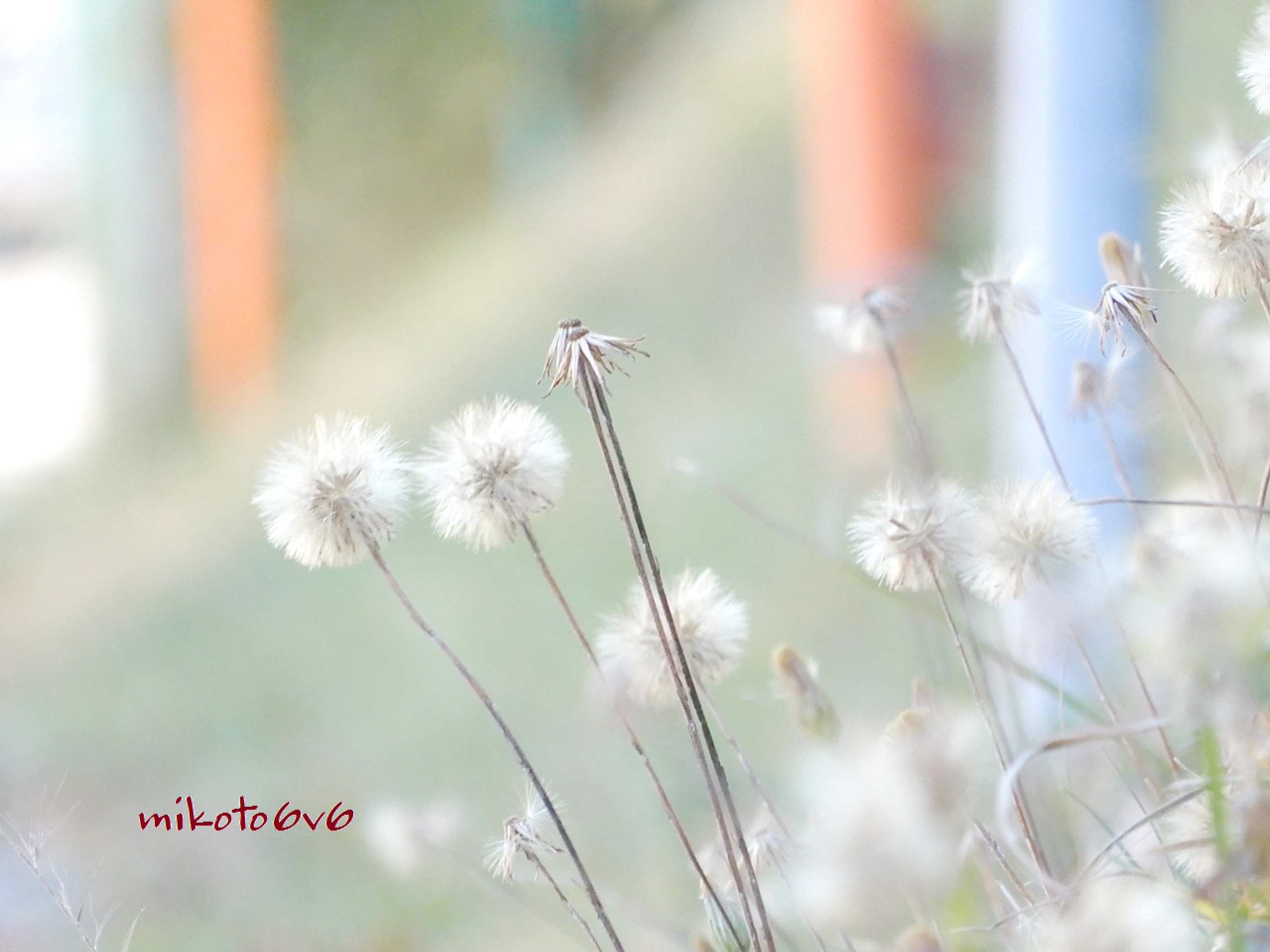 Mikoto 道端の土手に 綿毛の群生が 背の高いタンポポに似た花が 沢山 咲いてたのね 花言葉 最後の恋 ブタナ 豚菜 タンポポモドキ 蒲公英擬き 花 ドライフラワー 冬 Catsear Falsedandelion Flower Dryflower Drygrass Wildgrass Winter