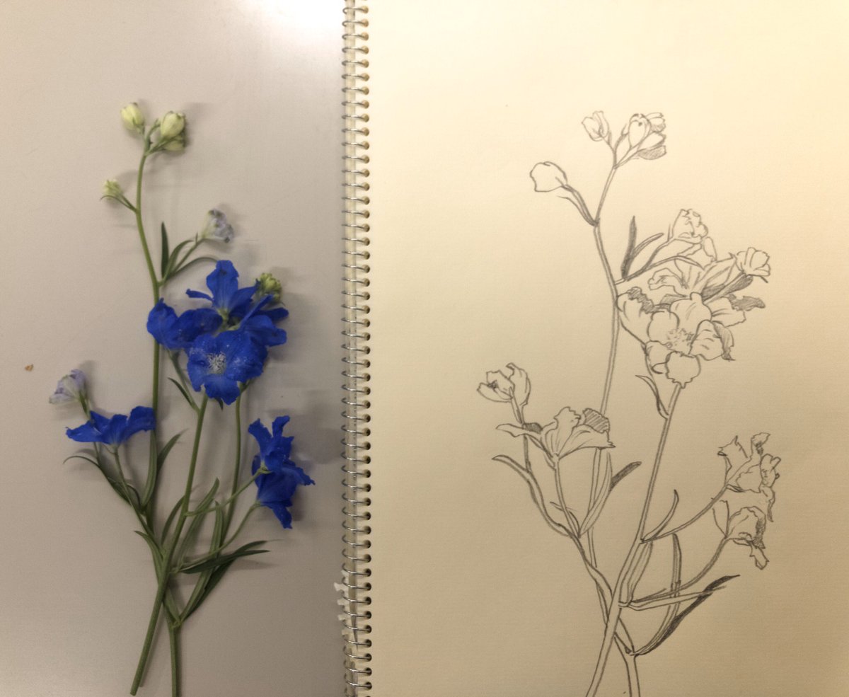 立嶋滋樹 Twitterren 花のスケッチ スプレーデルフェニウム 近鉄文化サロン体験レッスン 花を描く練習方として 机に置いて描く 奥行きが無くなって 少し観察し易くなる