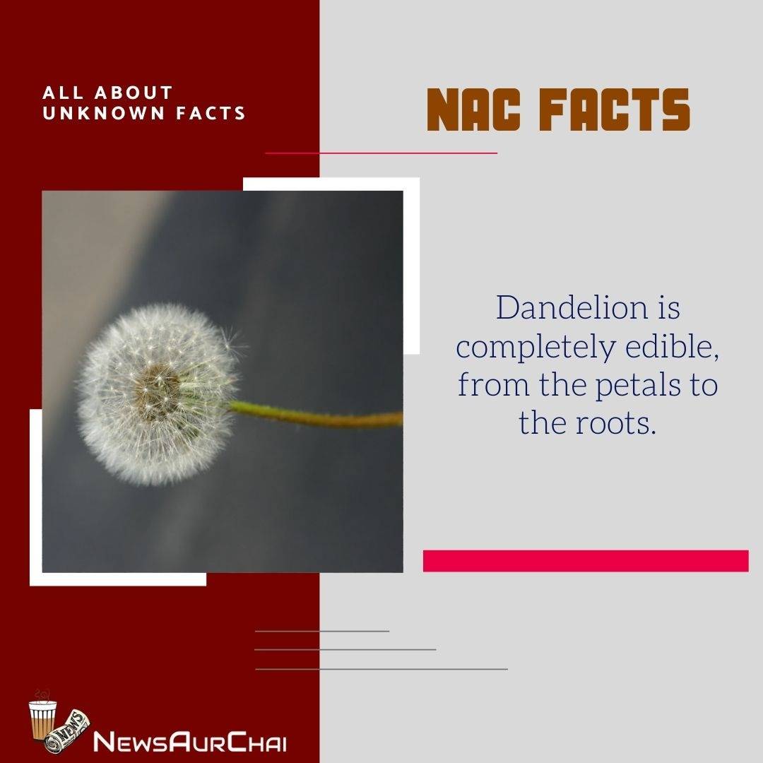 NewsAurChai's tweet photo. #FactualMonday With #NAC
--
#NACFacts #NewsAurChai #NACDay #MondayFacts #FactualLife #Knowledge #FactsToKnow #FactPro #FactTo learn #WorldFacts #CreativeFacts #FactsInPictures #AmazingFacts  #WordsToLearn #GrowToLearn #LearnWithNAC #Read #Grow #Plants #ScientificFacts #Dandelion https://t.co/KZH4fWHDis