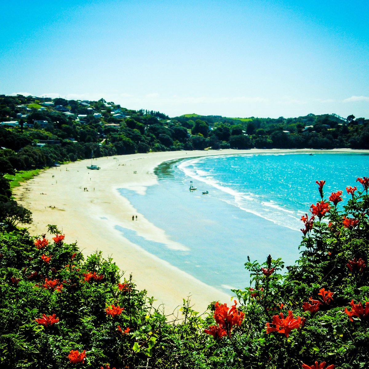SkyBusAuckland's tweet photo. Summer is here and if you're flying into Auckland, the beach is closer than you think. SkyBus picks you up from Auckland Airport and jets you to Customs St for just $17. From here, it's a quick Ferry trip to Waiheke Island and onto Oneroa Beach. #skybus #waihekeisland https://t.co/4HGCgsFzwX