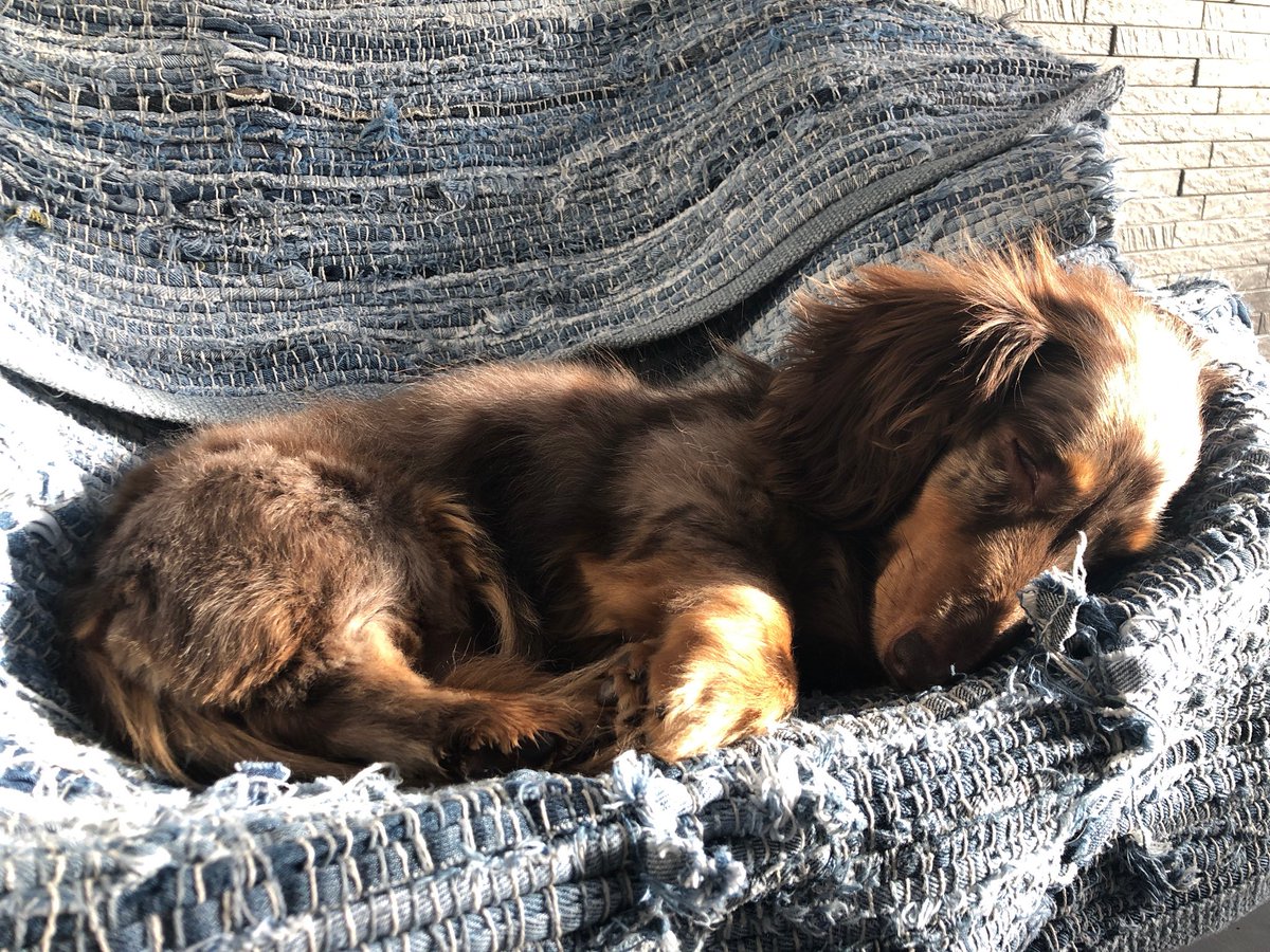 スパゲッティ狼 どん底の精神を救う犬 スパゲッティ狼 どん底の精神を救う犬