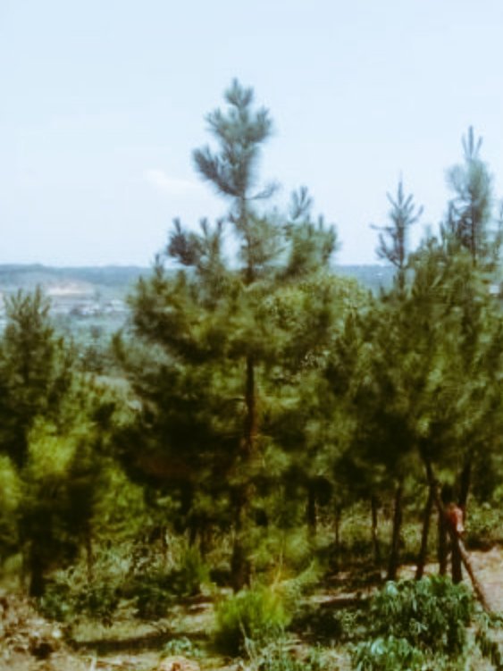 butchaks's tweet photo. Plots For Sale
Gayaza_Kiwenda
50X100
Ugx15,000,000
Call/whatsap
+256 753004364
mpindirp500@gmail.com
#plotsForSaleInGayaza #affordablelandInUganda #KampalaPlotsForSale #realestateUganda #mpindiRealtyProperties #MRP
#Gayaza_Kiwenda https://t.co/g7U4YvyziJ