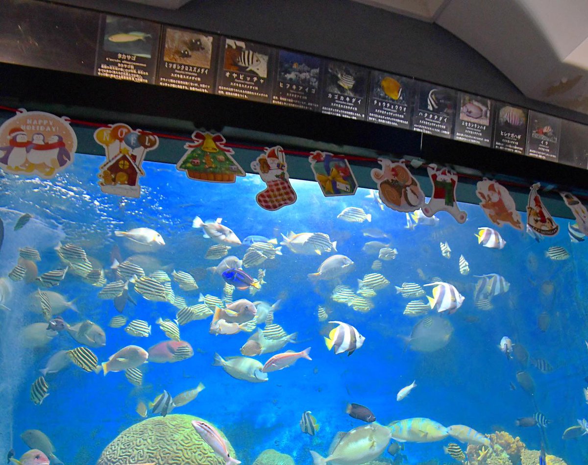 tamano_PR's tweet image. 【しぶマリがクリスマスムードに🐠】
渋川マリン水族館にクリスマスがやってきました❄️🎄
期間限定の特別水槽や館内の装飾でしぶマリがクリスマス仕様に✨キラキラな雰囲気で、カクレクマノミなど、しぶマリの仲間たちも楽しそうに泳いでいます🥰ぜひ遊びにきてくださいね🐟
■期間／～12月24日（火）