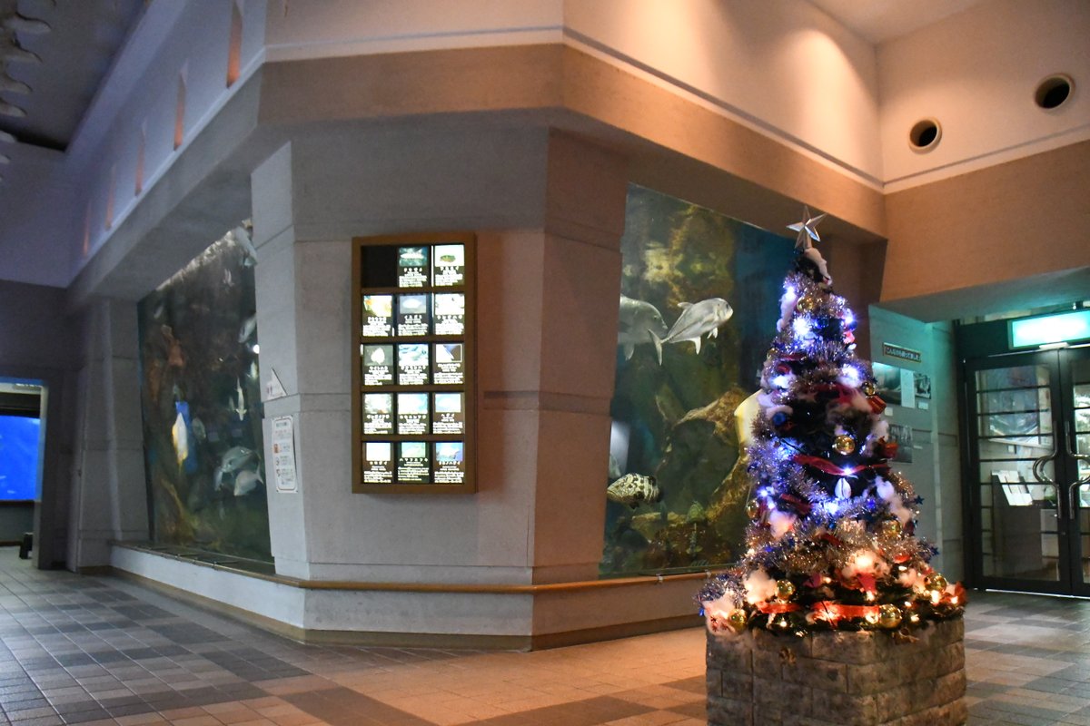 tamano_PR's tweet image. 【しぶマリがクリスマスムードに🐠】
渋川マリン水族館にクリスマスがやってきました❄️🎄
期間限定の特別水槽や館内の装飾でしぶマリがクリスマス仕様に✨キラキラな雰囲気で、カクレクマノミなど、しぶマリの仲間たちも楽しそうに泳いでいます🥰ぜひ遊びにきてくださいね🐟
■期間／～12月24日（火）
