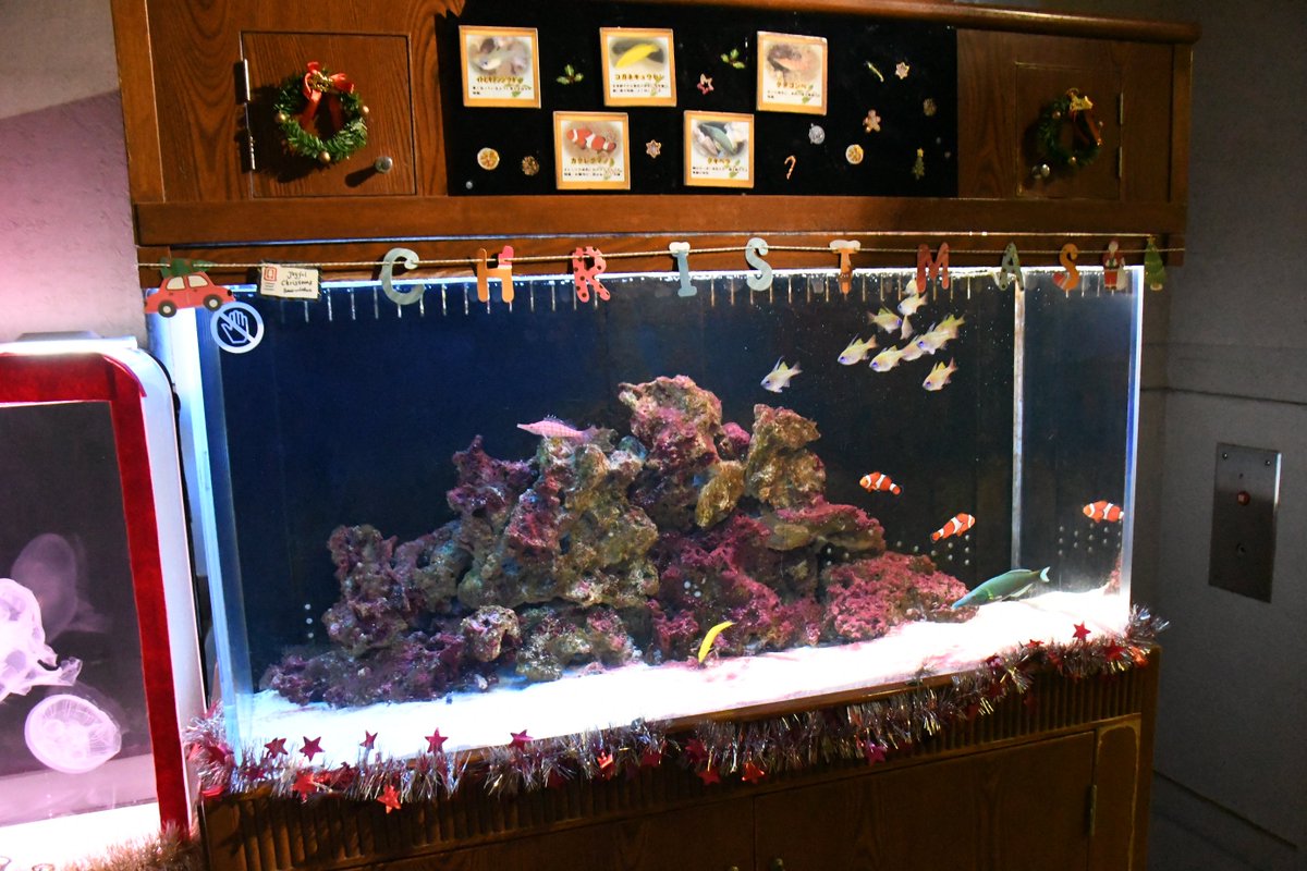 tamano_PR's tweet image. 【しぶマリがクリスマスムードに🐠】
渋川マリン水族館にクリスマスがやってきました❄️🎄
期間限定の特別水槽や館内の装飾でしぶマリがクリスマス仕様に✨キラキラな雰囲気で、カクレクマノミなど、しぶマリの仲間たちも楽しそうに泳いでいます🥰ぜひ遊びにきてくださいね🐟
■期間／～12月24日（火）