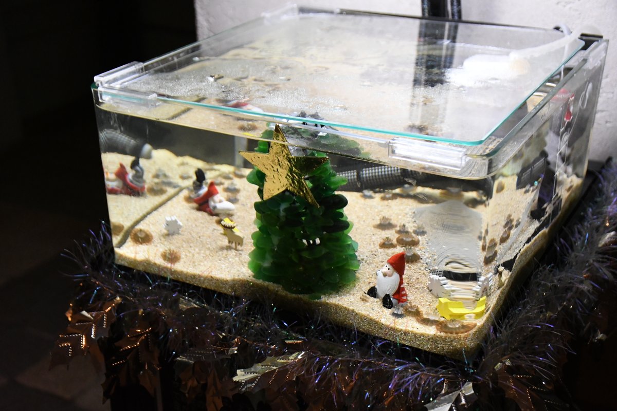 tamano_PR's tweet image. 【しぶマリがクリスマスムードに🐠】
渋川マリン水族館にクリスマスがやってきました❄️🎄
期間限定の特別水槽や館内の装飾でしぶマリがクリスマス仕様に✨キラキラな雰囲気で、カクレクマノミなど、しぶマリの仲間たちも楽しそうに泳いでいます🥰ぜひ遊びにきてくださいね🐟
■期間／～12月24日（火）