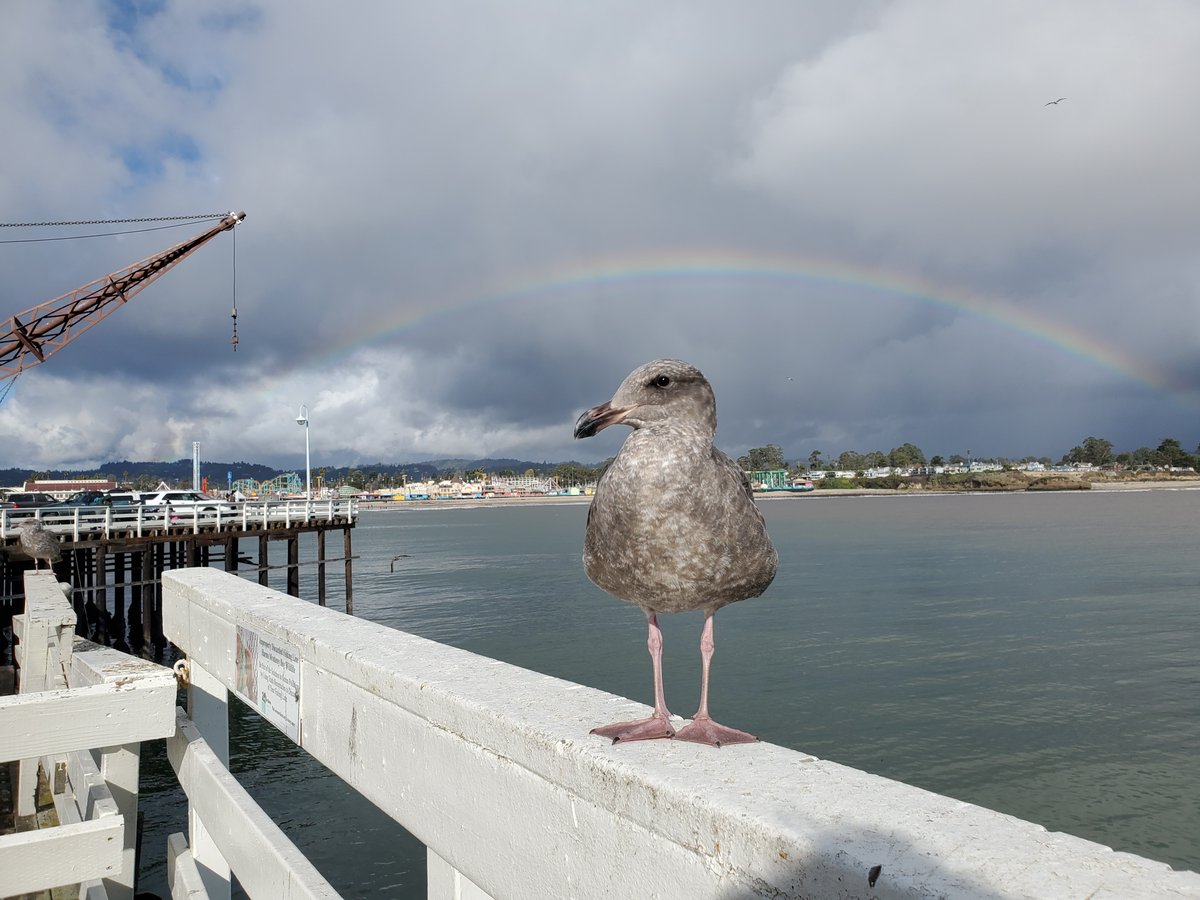stormystrong's tweet photo. Hanging on the Santa Cruz Wharf with Poopeye the Seagull and a rainbow!
#rainbow #seagull #poopeye #SantaCruzwharf https://t.co/dScDk5SaUz