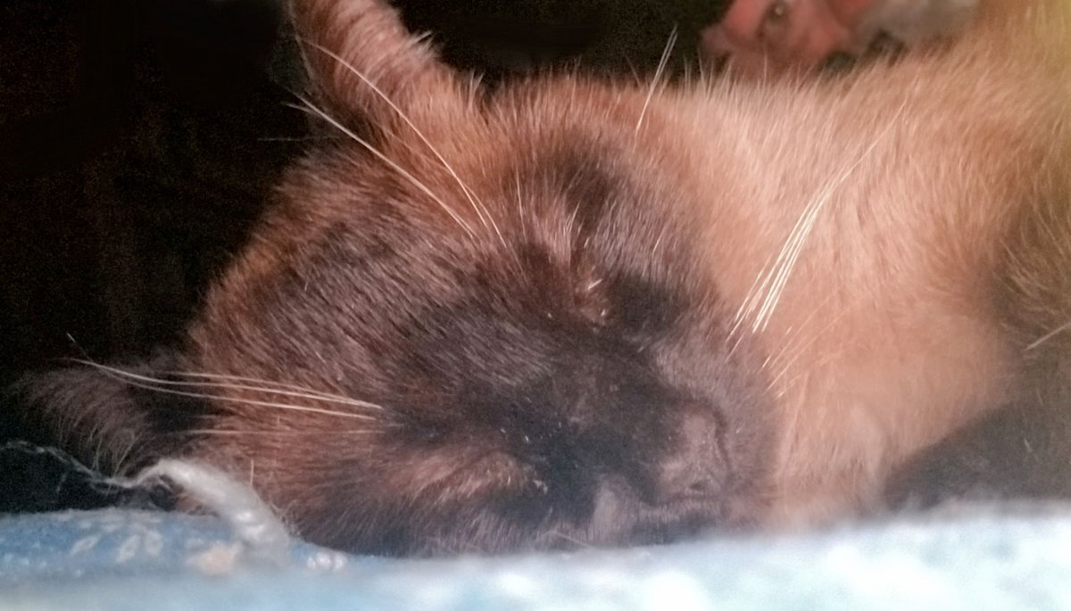 Tiffanie_Faith's tweet photo. I often wake up to BS cuddling with me - Brown #Siamese or #BigShit both fit the initials #ROFL. He was feral and stayed outside ... now he's a #lapcat 😺

#cutecat #cuddles #loveable #petpic #catlovers #kitten #cats #catsoftwitter #pets #catsofinstagram #animalforum #furbabies https://t.co/fRLhaO0ph5