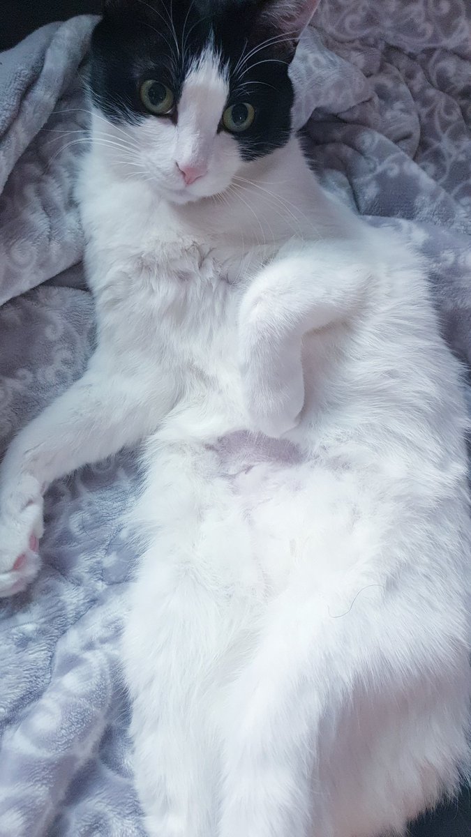 건강검진 받구 배털 밀린 뚜냥...
뚜냥이 A형...콜레스테롤 수치는 왜 아직두 높을까ㅠ