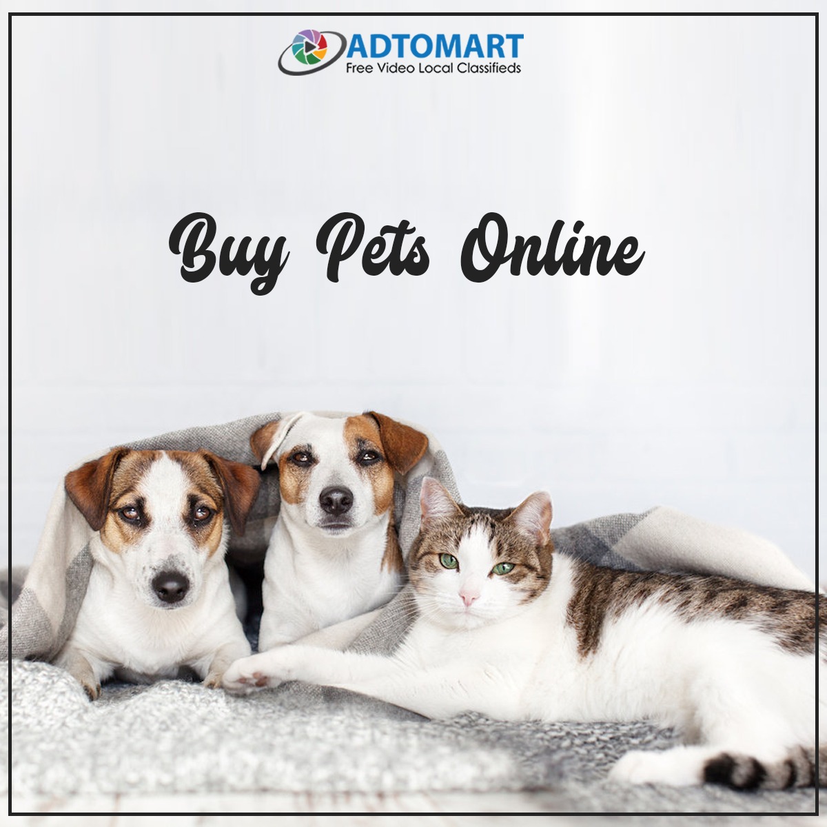 AdtoMart's tweet photo. Buy pets online on Adtomart!
Post Your Free Ad Now at- https://t.co/WQVviAZvuw
#Adtomart #videoads #freevideoads #freevideoadsinindia #sellonline #sellandbuy #sellanything #buyanything #oldproduct #postadsforfree #postfreeads https://t.co/iBrGAVRr73
