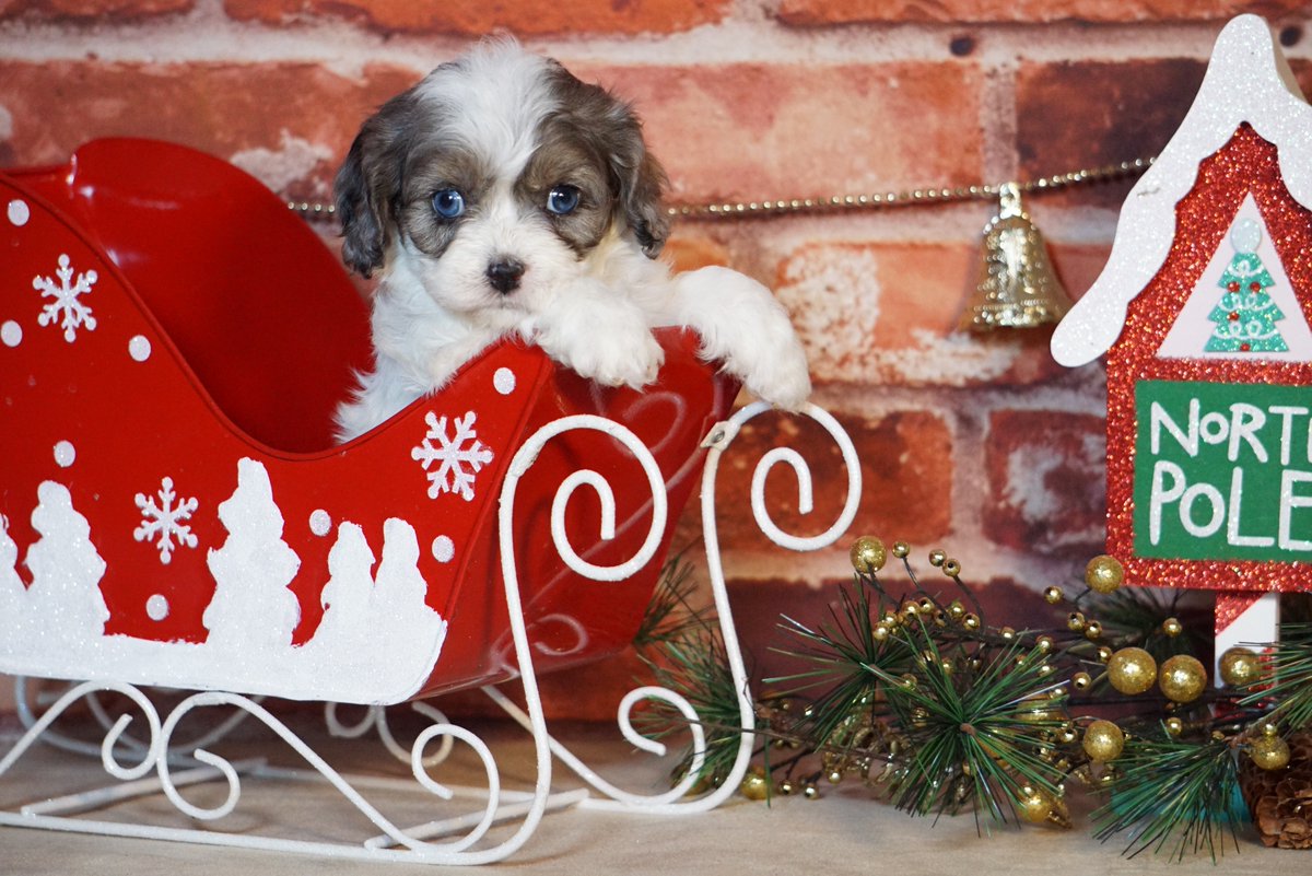 LancasterPuppie's tweet photo. Looking for a #ChristmasSurprise 🎄😊?? These sweet and #Adorable puppies would more than happy to help you deliver all those #PrettyPackages 🎁 on #ChristmasEve or better yet, they would love to be that package for your #SpecialSomeone 😘!!
.
.
https://t.co/uCxVem216e https://t.co/zLnRoPnSQ1