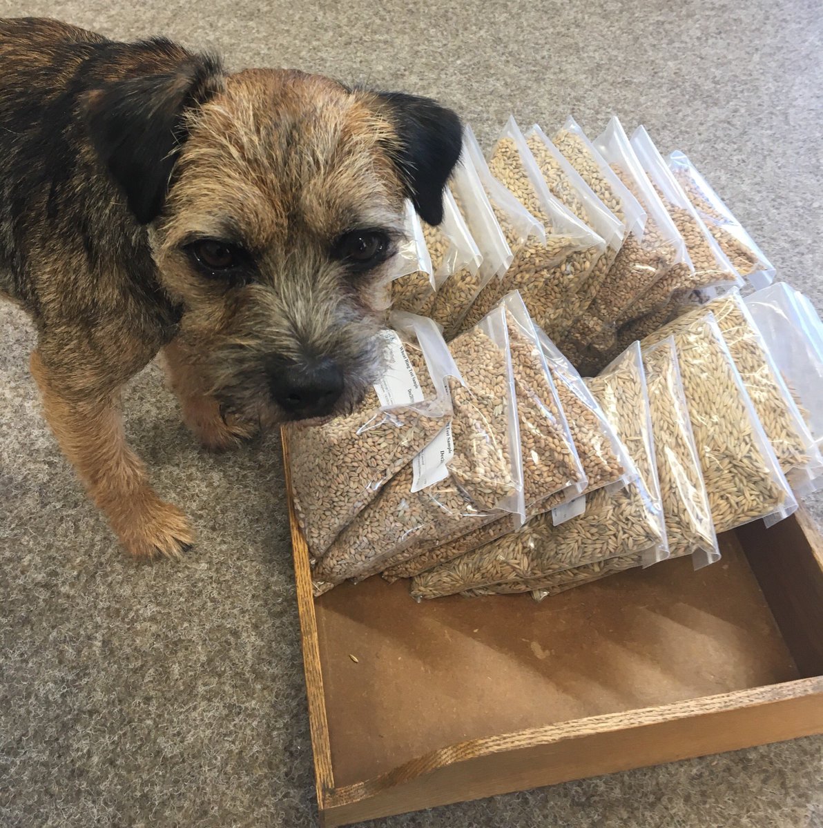 Brindle the Farm-Tec dog is overseeing the final proficiency checks of 2019!