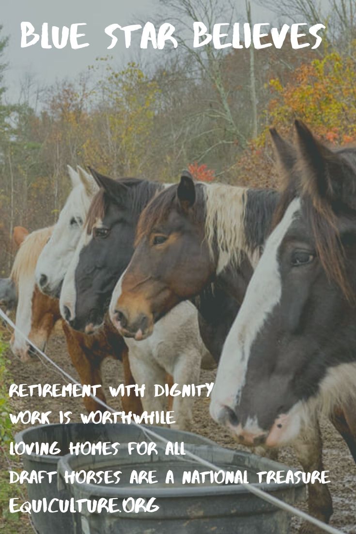 equiculture's tweet photo. https://t.co/3IdttP2nLL