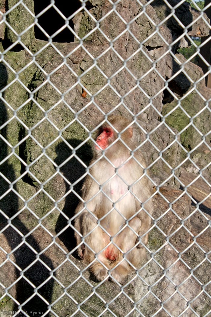 芝田文乃 Shibata Ayano ポーランド語翻訳 A Twitter 小田原城の天守閣広場は昔 動物園になっていて ここにゾウのウメ子やライオン マレーグマ カリフォルニアアシカ アライグマ ツルなどがいた いま残っているのはニホンザルだけ