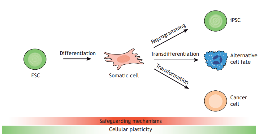 Dev_journal's tweet photo. Reprogramming: identifying the mechanisms that safeguard cell identity
A Review by @Brumbaugh_JB, @B_DiStefano_ and
Konrad Hochedlinger
https://t.co/aSrOPiLK45 https://t.co/nQtFMbSErm