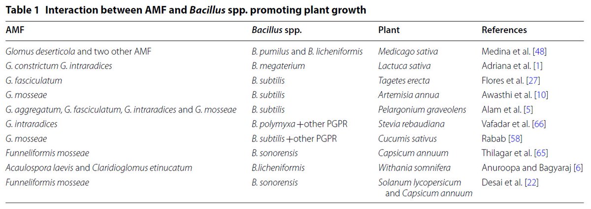 MaxymReva's tweet photo. Interaction between #arbuscular #mycorrhizal fungi and #Bacillus spp. in soil enhancing growth of #crop plants. This is due to complementary impact on #soil #nutrient #solubilization and uptake. 50% of recommended #NPK #fertilizers can be reduced. https://t.co/438Y4WylqA https://t.co/EtWM7PySgN