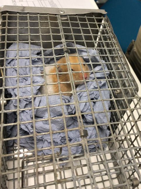 ⚠️🐹Found pet alert!🐹⚠️ Have you lost a hamster recently near @GUUnion? This sweet wee guy was found on Gibson Street by @UofGSoLS Zoology colleagues on Thursday morning, nibbling on some chips 🍟Let us know if you can help us reunite this hamster with their owner💖