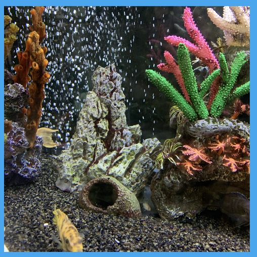 TanquaPools's tweet photo. Exciting news here at Tanqua HQ... We have baby fish! Come along to our warehouse and take a look for yourself (not forgetting to look at our Tanqua pools whilst you're here 😉) 
Book your visit now: https://t.co/qR5HN6asp5
Can you count all the fish in this picture?

#swim #fish https://t.co/VfGcHvANYR